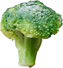 ブロッコリー